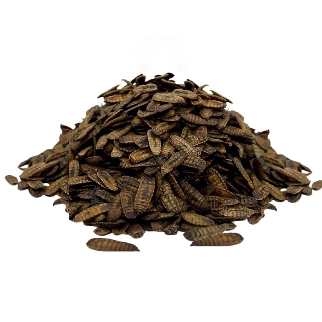 Szárított fekete katonalégy lárva (Hermetia illucens) 10 kg