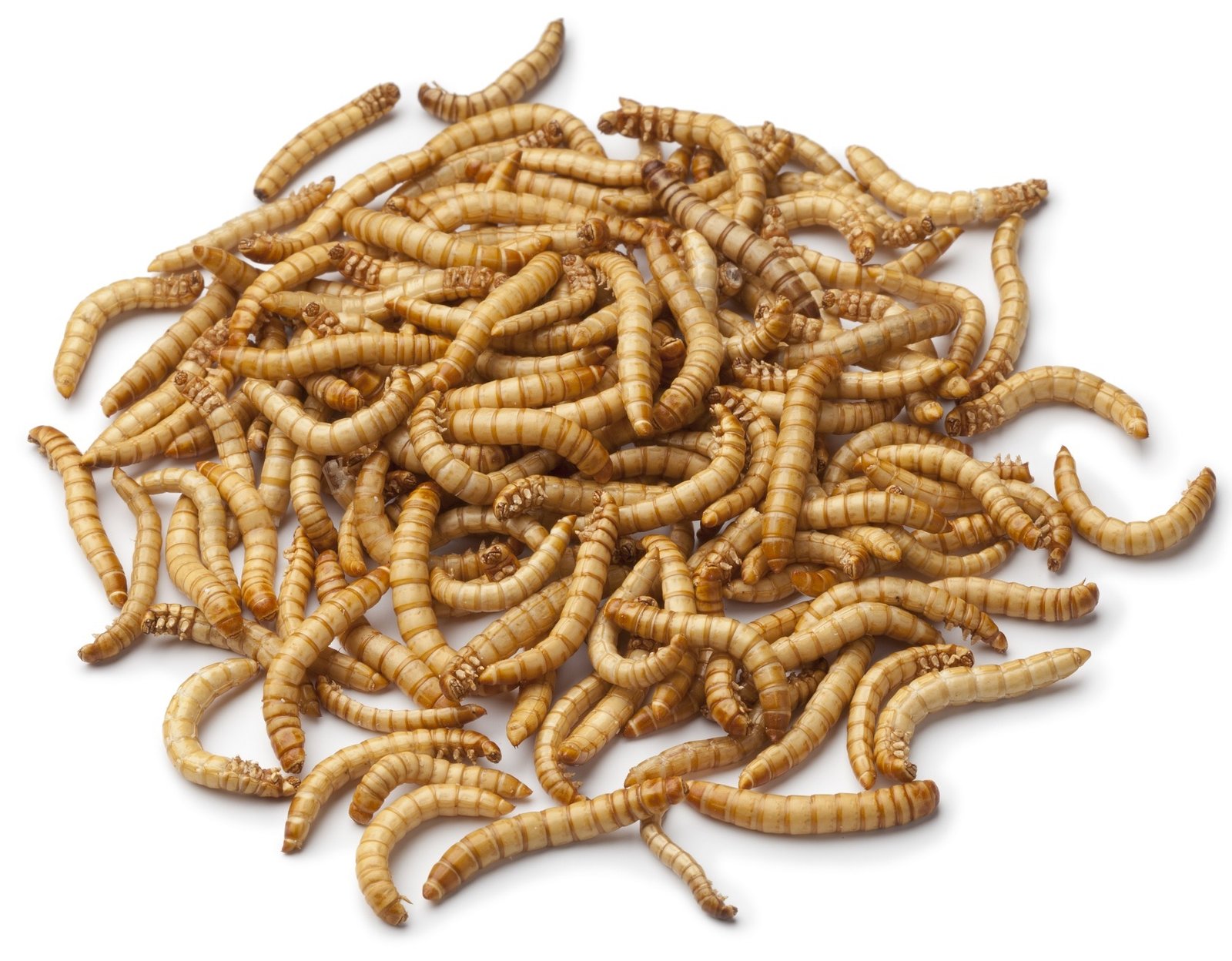 Szárított lisztkukac (Tenebrio molitor) 5kg